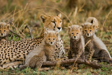 Cheetah Safari