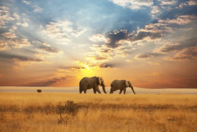 Cape Town, Dubai & Safari