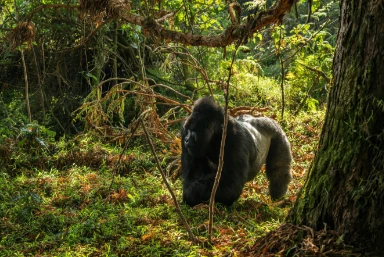 Rwanda Gorilla Safari
