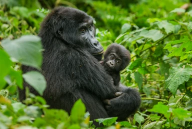 Uganda Gorilla Safari