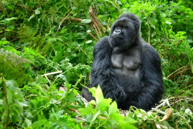 Uganda Gorilla Safari