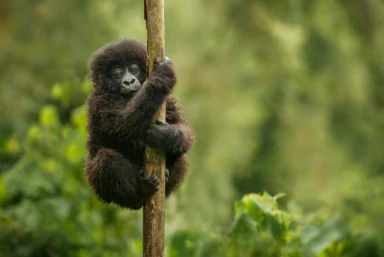 Rwanda Gorilla Safari