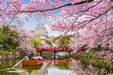 Japan Cherry Blossom Tour Package