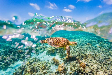 Australia, New Zealand and Fiji