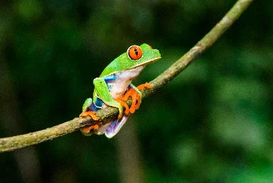 Costa Rica 2-week Holiday