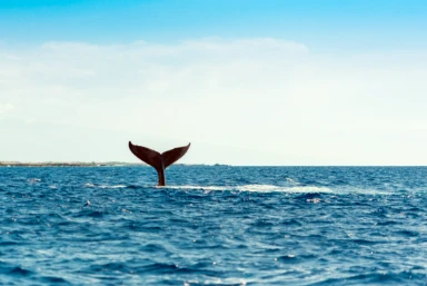 Costa Rica Whale Watching Season
