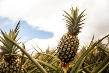 Maui Gold Pineapples
