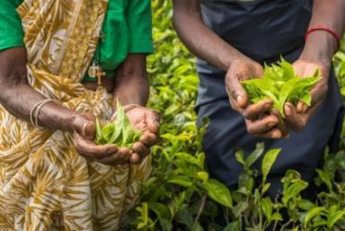 Sri Lanka: Culture, Wildlife & Beach