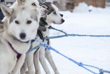 Lapland Safari Holiday